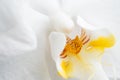 Beautiful White Orchid Flower. extrime macro shot