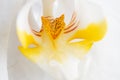 Beautiful White Orchid Flower. extrime macro shot