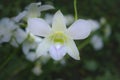 Beautiful white orchid flower in the garden. Selective focus. Royalty Free Stock Photo