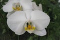Beautiful white orchid flower in the garden. Selective focus. Royalty Free Stock Photo