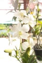 Beautiful white orchid flower in the garden, vertical view.