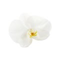 Beautiful white orchid flower isolated on white background Royalty Free Stock Photo