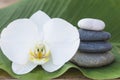 Beautiful white orchid flower and massage stones pyramid on green banana leaf Royalty Free Stock Photo