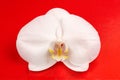 Beautiful White Orchid Flower on Red Background Royalty Free Stock Photo