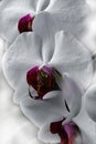 Beautiful white phalaenopsis orchid
