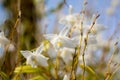 Beautiful white orchid flowers blue sky in Phuket Thailand Royalty Free Stock Photo