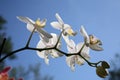 Beautiful white orchid flowers cluster Royalty Free Stock Photo