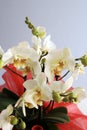 Beautiful white orchid flowers. Royalty Free Stock Photo