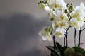 Beautiful white orchid flowers. Royalty Free Stock Photo