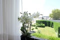 Beautiful white orchid flowers near window Royalty Free Stock Photo