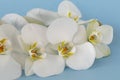 Beautiful White orchid flowers on pastel blue background. A tender white orchid Phalaenopsis. Space for a text, flat lay. Royalty Free Stock Photo