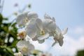 Beautiful white orchid flowers under sunlight Royalty Free Stock Photo