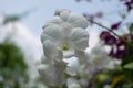 Beautiful white orchid flowers under sunlight Royalty Free Stock Photo