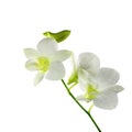 Beautiful white orchid flowers on a white background Royalty Free Stock Photo