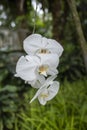 Beautiful White Orchid Hanging on a Tree