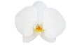 Beautiful white orchid isolated on white background