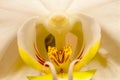 Beautiful white orchid phalaenopsis aphrodite macro on center stamen