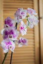 Beautiful white orchid with purple spots Phalaenopsis, grown at home on a background of wooden cabinet doors.