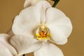Beautiful white orchid, shot at close range Royalty Free Stock Photo