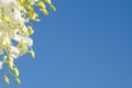 Beautiful white orchid and sky Royalty Free Stock Photo