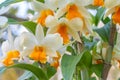 Beautiful white orchid and yellow pollen, Dendrobium. Royalty Free Stock Photo