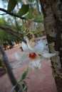Beautiful white orchids blooming in an optional focus tropical garden. Royalty Free Stock Photo