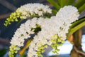 Beautiful white orchids flower tree