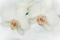 Beautiful white orchids flowers close up