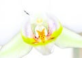 Beautiful white orcjhid flower, macro shot Royalty Free Stock Photo