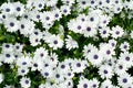 Beautiful white osteospermum