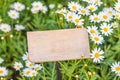 Beautiful white ox-eye daisy flowers (Leucanthemum vulgare) on flowerbed. Leucanthemum vulgare, the ox-eye daisy, or oxeye daisy, Royalty Free Stock Photo