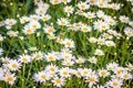 Beautiful white ox-eye daisy flowers (Leucanthemum vulgare) on flowerbed. Leucanthemum vulgare, the ox-eye daisy, or oxeye daisy, Royalty Free Stock Photo
