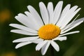 Beautiful White Oxeye Daisy Royalty Free Stock Photo