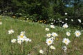 Beautiful white oxeye daisy flowers in Saint Etienne de Tinee, France