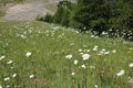 Beautiful white oxeye daisy flowers in Saint Etienne de Tinee in France