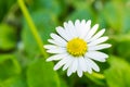 Beautiful White Oxeye Daisy