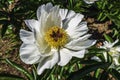 Beautiful White Paeonia Flowers Blooming in Garden