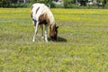 White paint horse with brown spots grazing Royalty Free Stock Photo