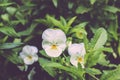 Beautiful white pansies