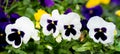 Beautiful white pansy flower close-up, selective focus