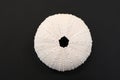 Beautiful white patterned textured shell of a Kina or Sea Urchin from above against a black background Royalty Free Stock Photo