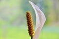 Beautiful White Peace Lilly flower, isolated Royalty Free Stock Photo