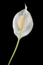 Beautiful White Peace Lily Flower on Black Royalty Free Stock Photo