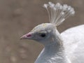 Beautiful white peacock close up, portrait Royalty Free Stock Photo