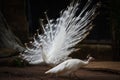 Beautiful white peacock opened shows tail