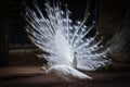 Beautiful white peacock opened shows tail in peacock farm