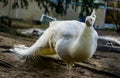 Beautiful white peacock walking in close up, popular color mutation in aviculture, tropical bird from Asia