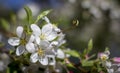 Beautiful white pear flower on a branch, against the sky Royalty Free Stock Photo