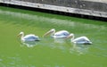 White pelican birds near Klaipeda museum, Lithuania