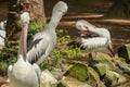 Beautiful white pelican cleans feathers in a park, Australia, Adelaide. The large water bird have a rest in a sunny summer day Royalty Free Stock Photo